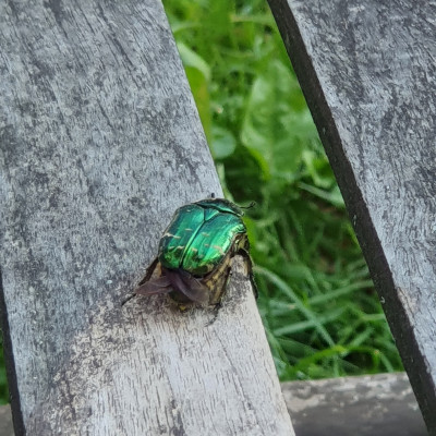 Rosenkäfer Rosenkäfer