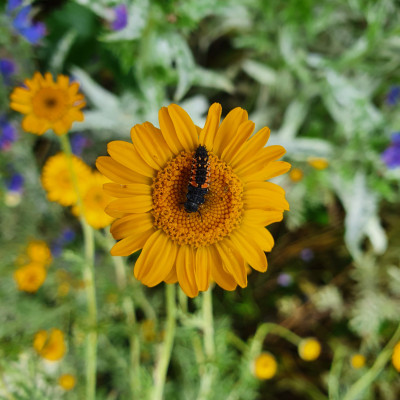 Marienkäferlarve Marienkäferlarve