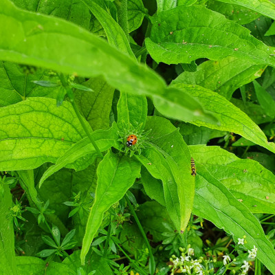 Marienkäfer Marienkäfer
