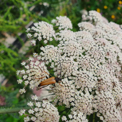 roter Schmalbock Männlein roter Schmalbock Männlein