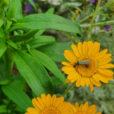 Gefleckter Schmalbock Gefleckter Schmalbock