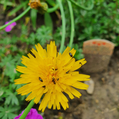 Käfer Mittagspause Käfer Mittagspause