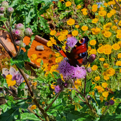 Tagpfauenauge Tagpfauenauge