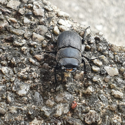 Balkenschröter