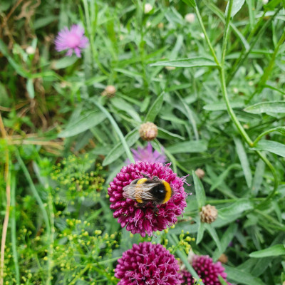 trinkende Hummel