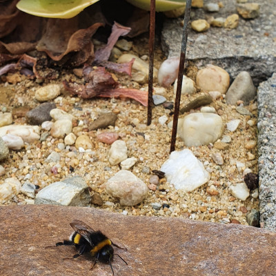 Päuschen auf warmen Stein Päuschen auf warmen Stein