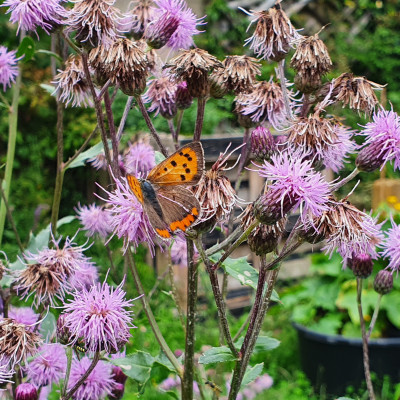kleiner Perlmuttfalter kleiner Perlmuttfalter