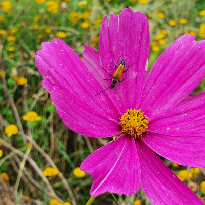 roter Schmalbock Weiblein roter Schmalbock Weiblein