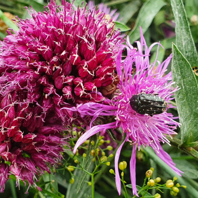 Trauer-Rosenkäfer Trauer-Rosenkäfer