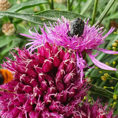 Trauer-Rosenkäfer Trauer-Rosenkäfer