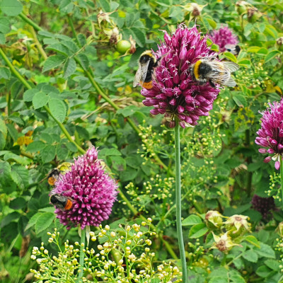 versch. Hummeln versch. Hummeln