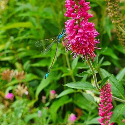 Libelle