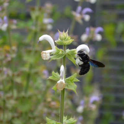blaue Holzbiene blaue Holzbiene