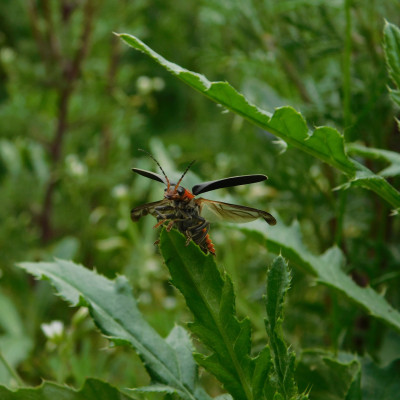 Soldatenkäfer Soldatenkäfer