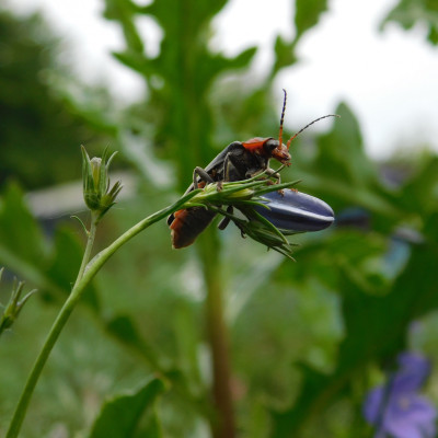 Soldatenkäfer Soldatenkäfer