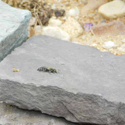 Wildbiene beim Sonnenbaden