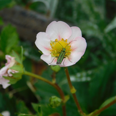 gefleckter Schmalbock